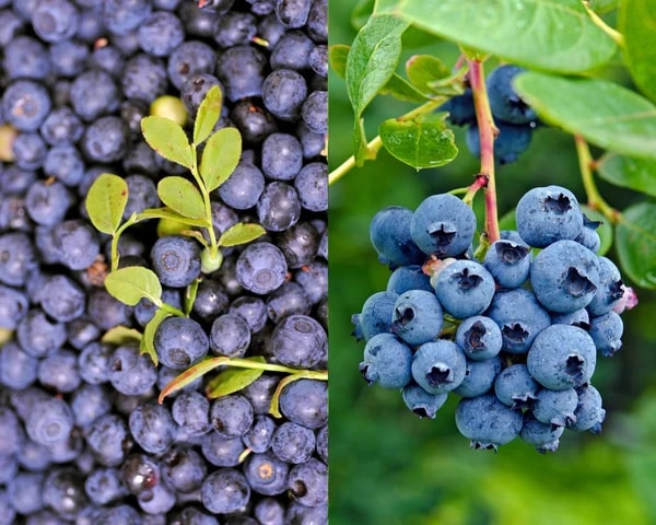 A blueberry bun broken open, the crumb stained purple by the fruit